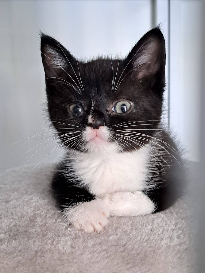 Zwervertjes verwennen op dierendag