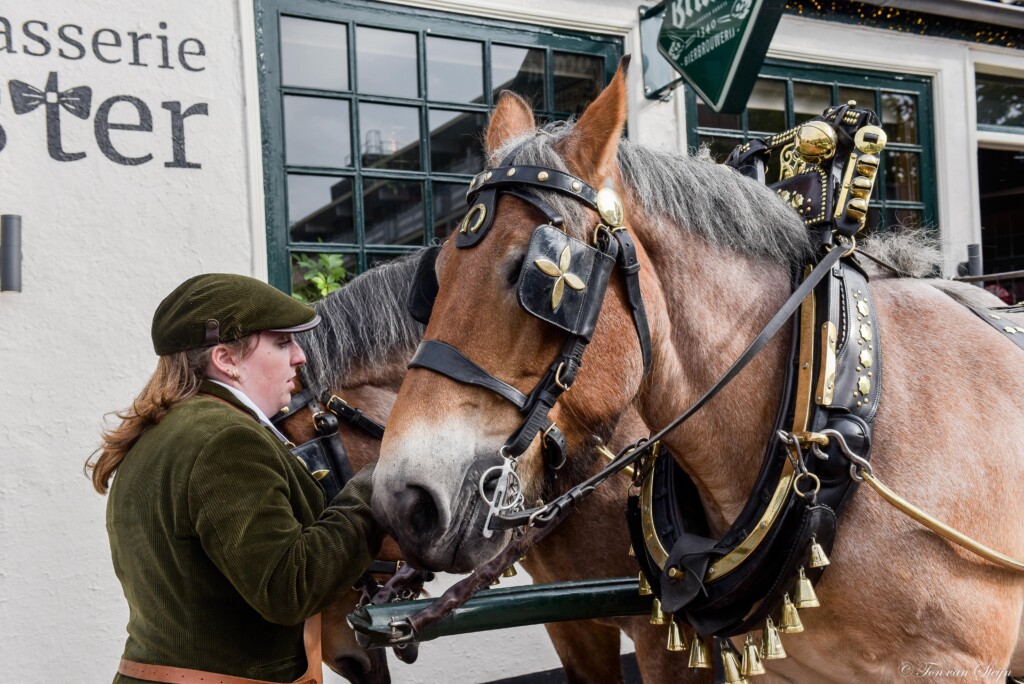 Paard en wagen levert eerste bockbier af in Santpoort-Noord