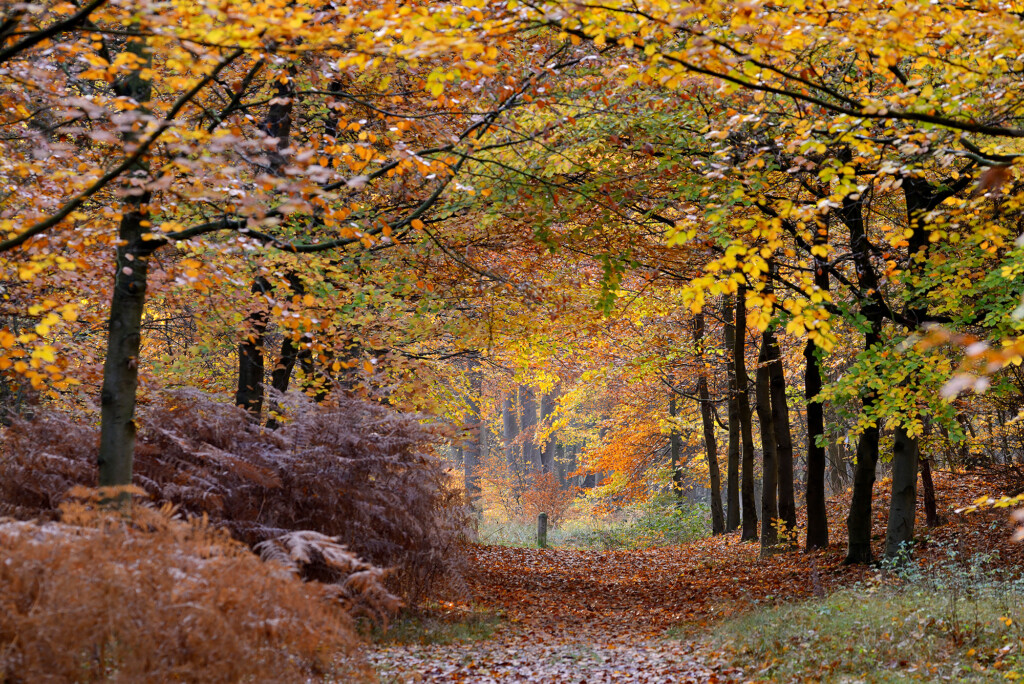 Natuurorganisatie zoekt helpende handen