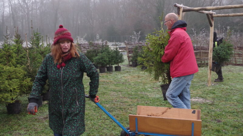 Kerstbomen klaar voor adoptie